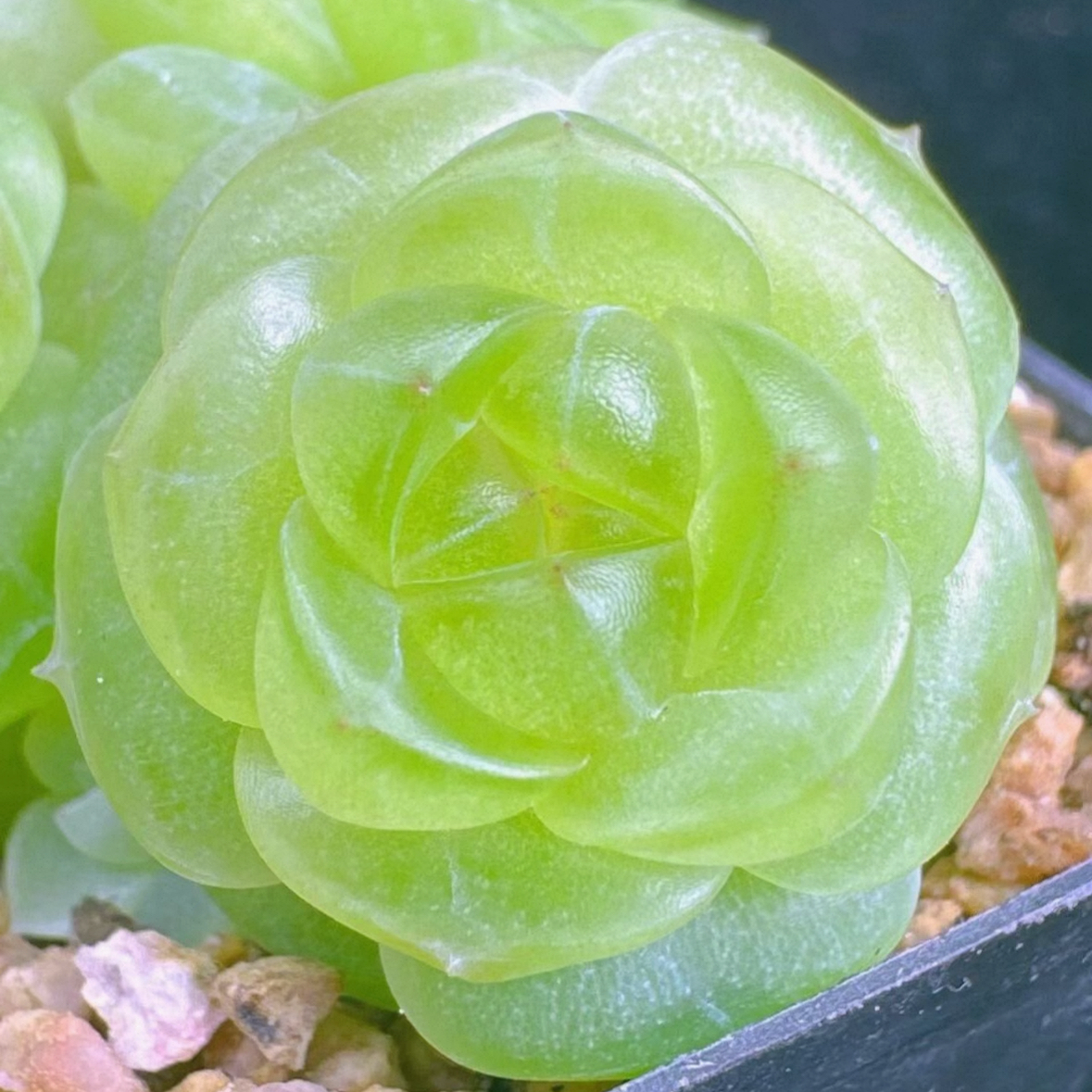 巫拉拉新品-霜翎 定向繁殖 一物一拍多肉