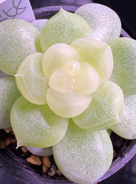 可达鸭K58 定向繁殖 一物一拍 朱小姐花房新品多肉