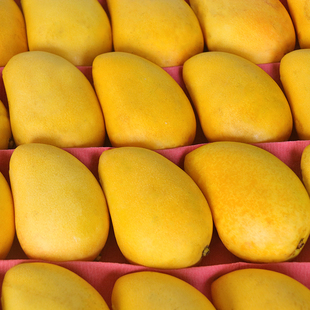 【直播】头茬海南小台农芒果新鲜现摘小台芒果5-9斤