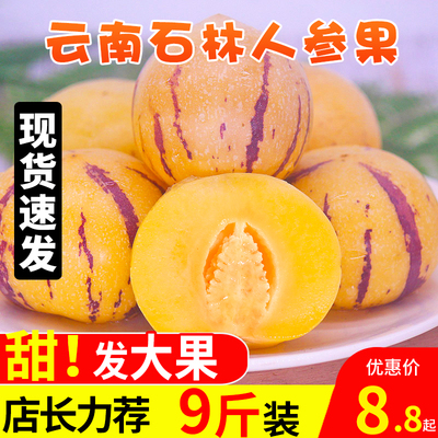 云南人参果水果圆果黄肉大果