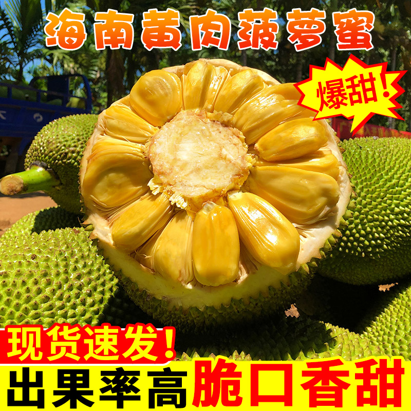 海南菠萝蜜新鲜水果包邮40斤黄肉波罗蜜一整个水果新鲜整箱当季红