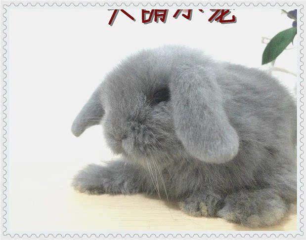 大萌小宠*自家繁殖 灰色荷兰迷你垂耳兔、猫猫兔活体，疫苗已打。