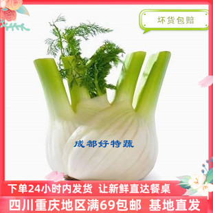 基地直供球茎茴香新鲜蔬菜特色食材顺丰包邮 Fennel 500克