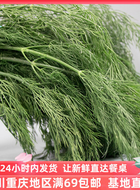 成都好特蔬莳萝草刁草时萝西餐香料Dill 顺丰包邮 250克
