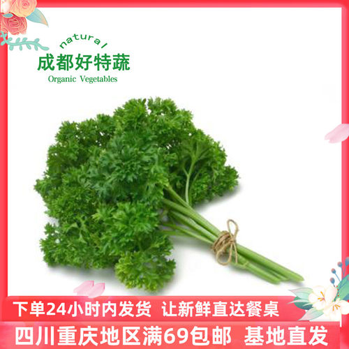 芹菜欧芹西餐食材新鲜蔬菜好特蔬