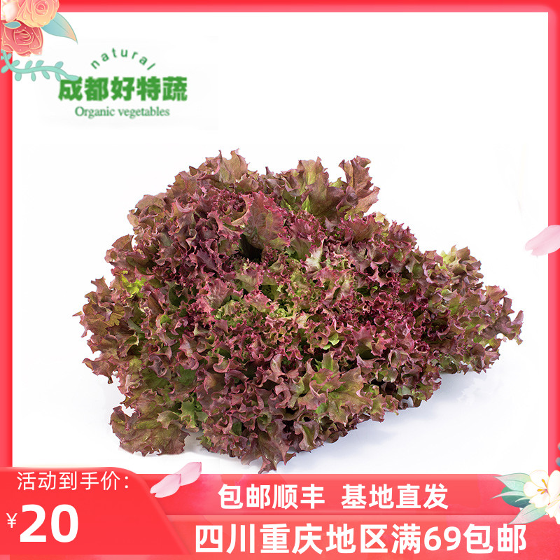 红叶生菜新鲜沙拉蔬顺丰包邮