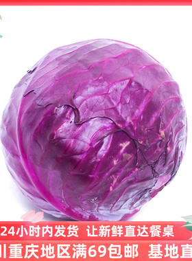 紫甘蓝新鲜西餐沙拉蔬菜紫包菜顺丰包邮Purple cabbage1个1kg左右