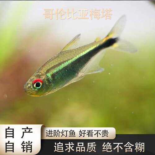 鱼禅水族哥伦比亚梅塔小型灯鱼