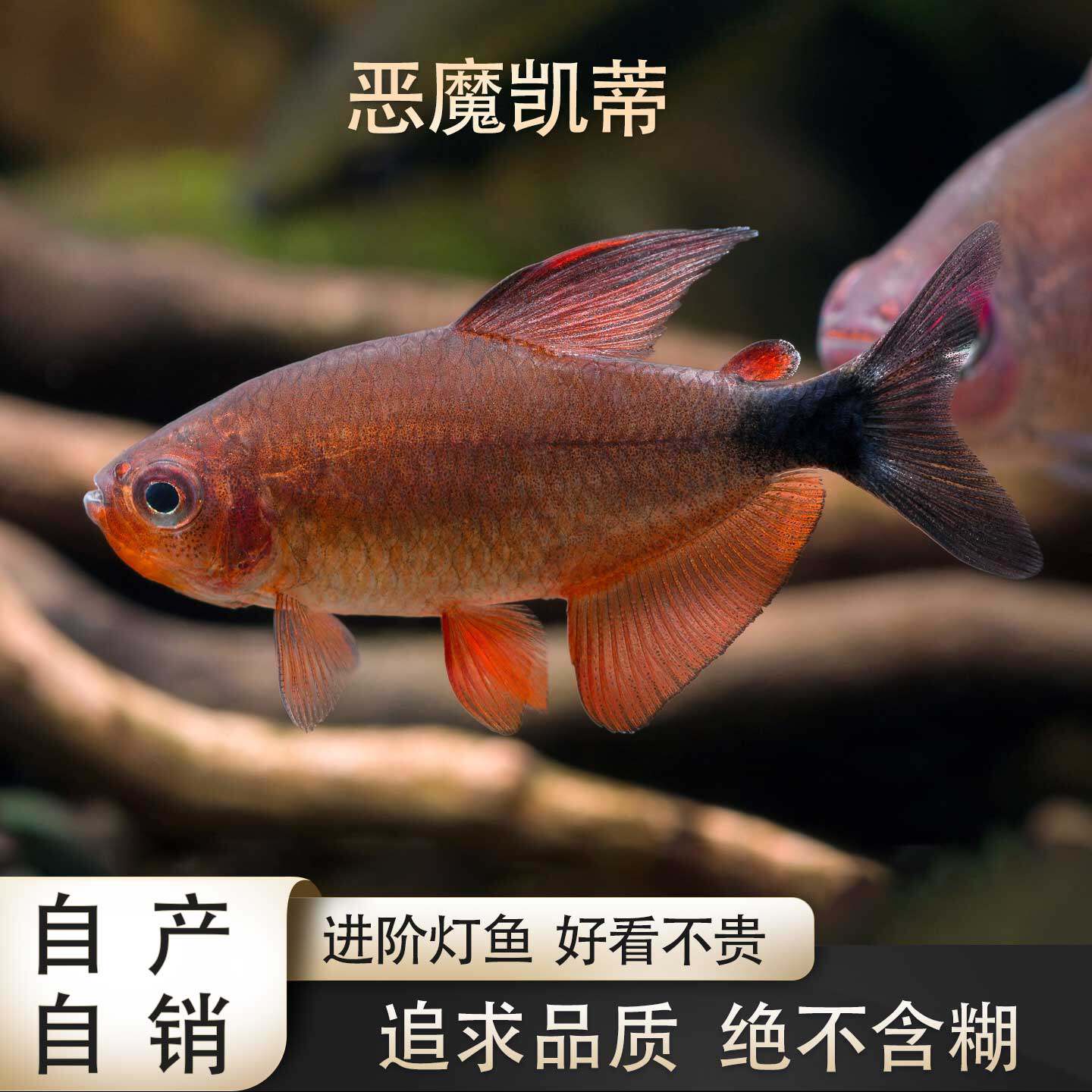 鱼禅水族南美好养灯鱼恶魔凯蒂
