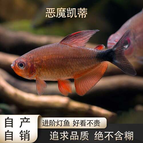 鱼禅水族南美好养灯鱼恶魔凯蒂