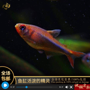 鱼禅水族蓝钻红梅灯鱼南美草缸高端稀有热带观赏鱼禅活体热带鱼