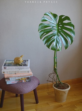 PHYSIS美好植物」大号开洞单杆龟背竹室内懒人网红盆栽ins北欧风