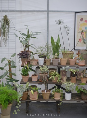 physis」直播间精品链接3C一物一选室内桌面小植物盆栽1.5更