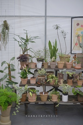 桌面小植物室内客厅美观