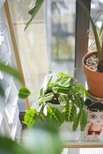 缺憾」白脉叶蝉竹芋耐热室内外好养植物美观盆栽 PHYSIS稀有