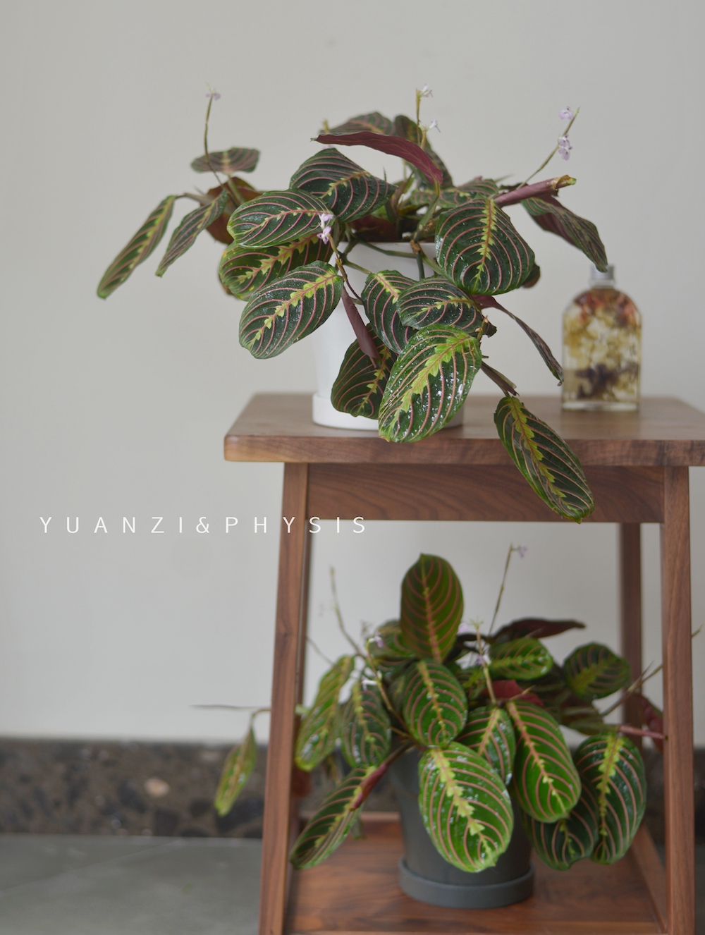 叶蝉竹芋红蜻蜓好养绿植盆栽