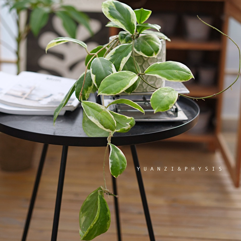 PHYSIS厚积而薄发的」厚冠外锦球兰室内好养懒人盆栽垂藤开花ins,鲜花速递/花卉仿真/绿植园艺,绿植,淘宝优惠券,粉丝福利购,淘宝优惠卷