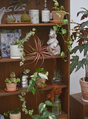 PHYSIS森系sc直播间精选盆栽一物一拍室内高档好养热植12.29