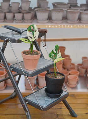 PHYSIS绿色星河的黑洞」白锦仙洞龟背竹桌面小盆栽室内耐热绿植