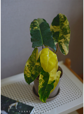 PHYSIS斑斓系列｜伯乐蔓绿绒锦油画叶片锦叶室内超好养热植高档