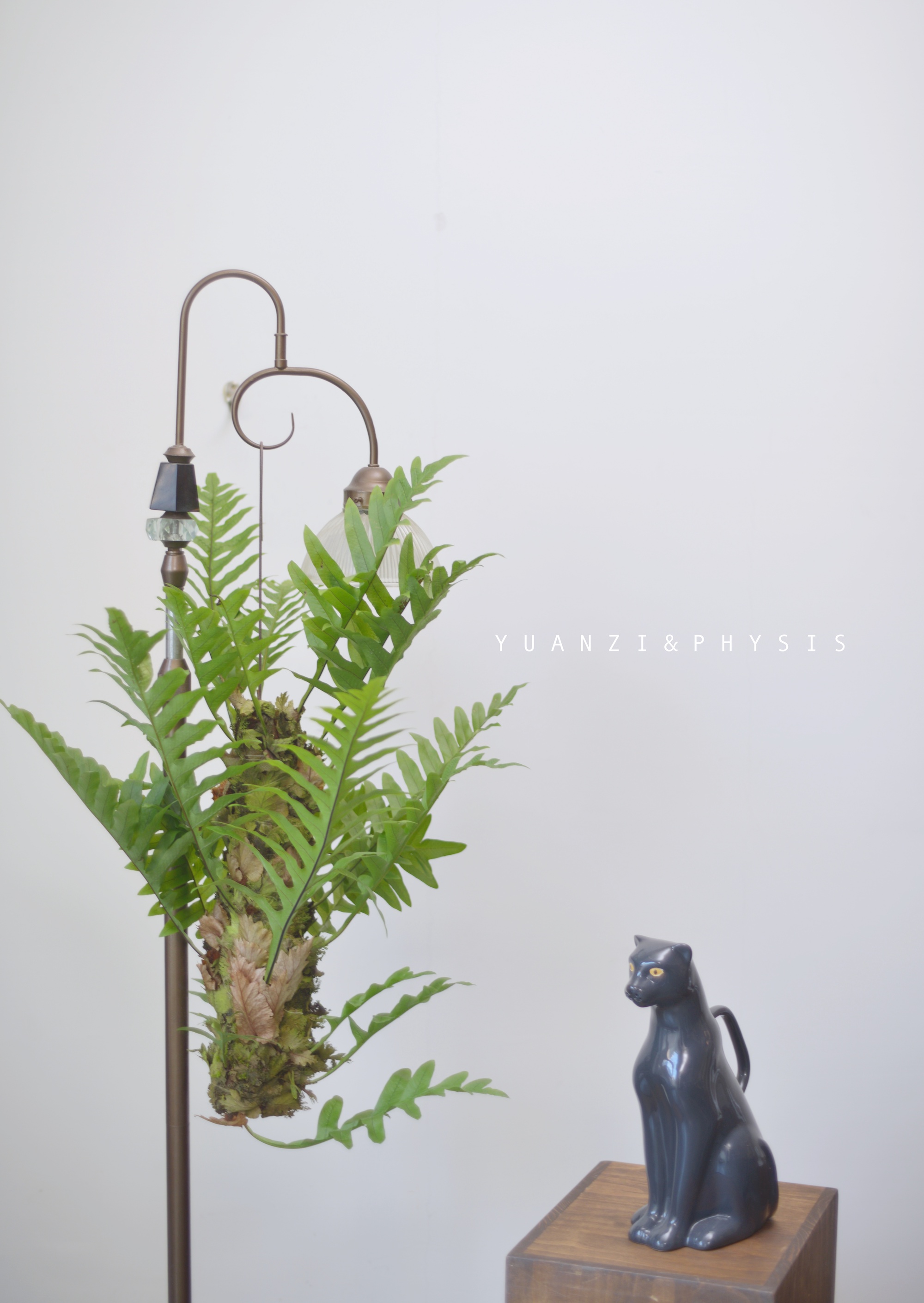 physis森系槲蕨新奇雨林植物室内外好养垂吊绿植净化空气盆栽庭院