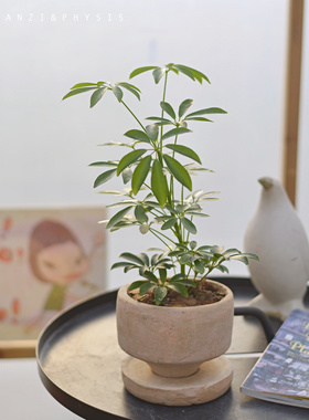 PHYSIS一个坚强的普通人｜细叶鸭脚木超好养耐热耐寒耐阴耐热植物