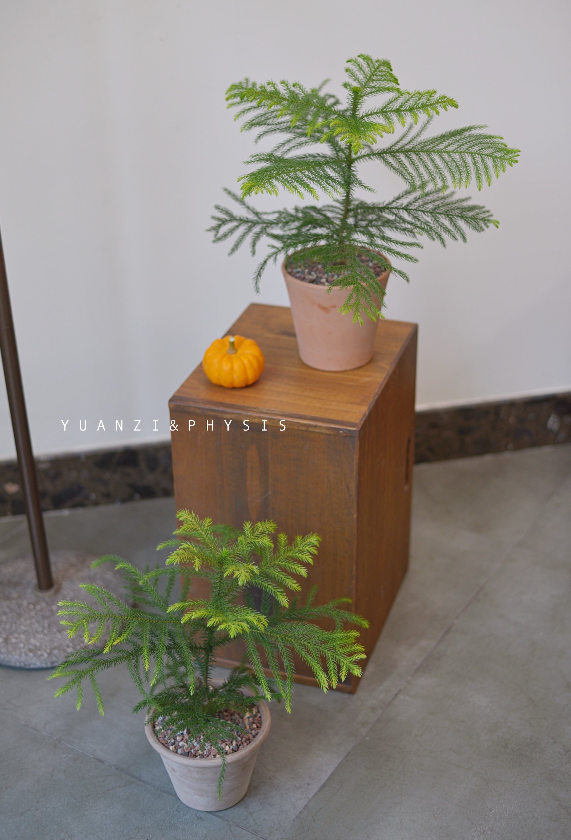 PHYSIS懒人系列」南洋杉超耐养盆栽耐寒耐热耐旱耐阴生长迅猛绿植,鲜花速递/花卉仿真/绿植园艺,绿植,淘宝优惠券,粉丝福利购,淘宝优惠卷