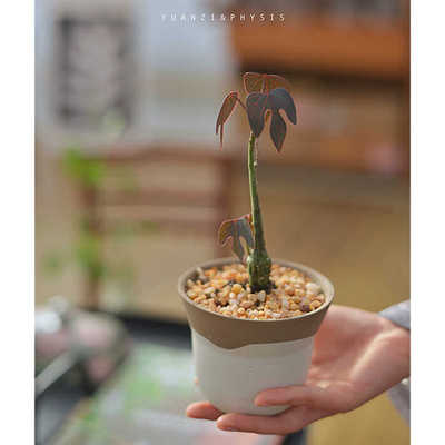 红叶西番莲哥特风块根系净化空气