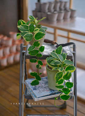 PHYSIS Hoya系 帕拉外锦球兰开花酷似羊蹄玉的好养热植大苗锦化植