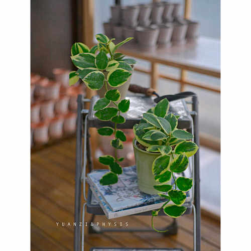 帕拉外锦球兰酷似羊蹄玉花期长