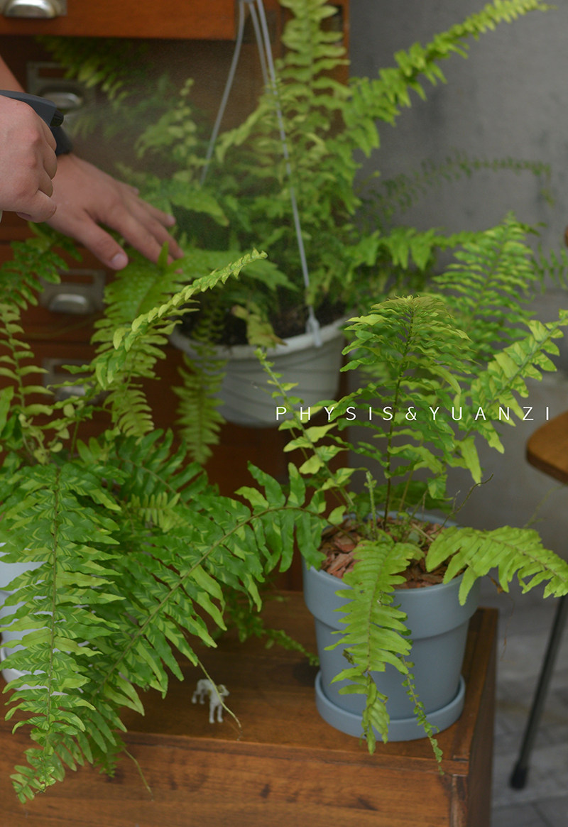 physis油画波斯蕨老虎蕨ins北欧观叶净化空气热带雨林植物盆栽