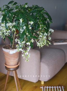 PHYSIS白色之初冬恋情」垂丝茉莉花量大花期长室内外阳台喜阳木本