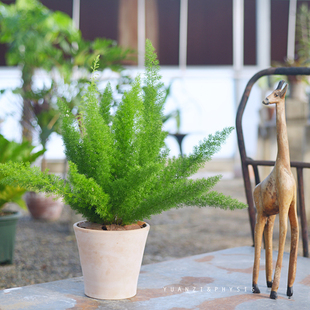 PHYSIS热植系列」虎尾天门冬室内外好养盆栽超耐热耐旱盆栽可爱小