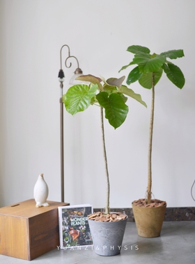PHYSIS爱心榕棒棒糖形室内外好养盆栽ins北欧风庭院阳台客厅