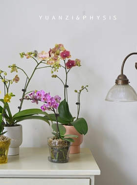 PHYSIS 彩色系列」蝴蝶兰大株年宵花室内客厅盆栽带花苞