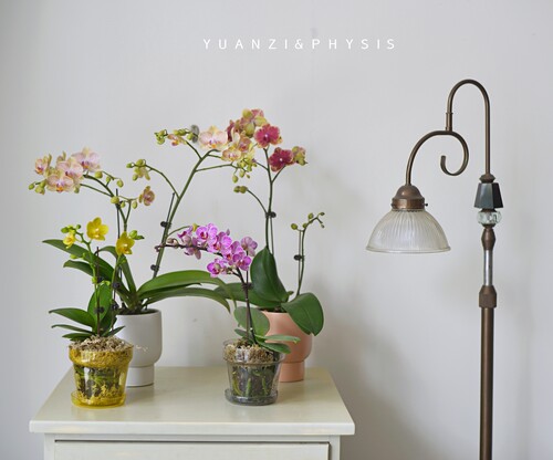 彩色蝴蝶兰大株带苞发货