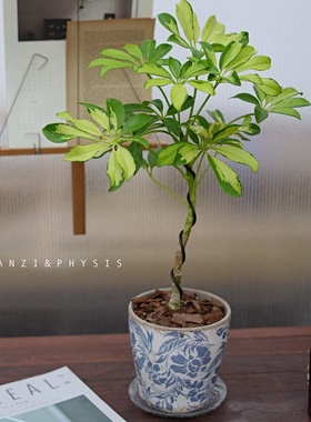 PHYSIS四季如春的造型款花叶鸭脚木超好养懒人绿植ins风净化空气