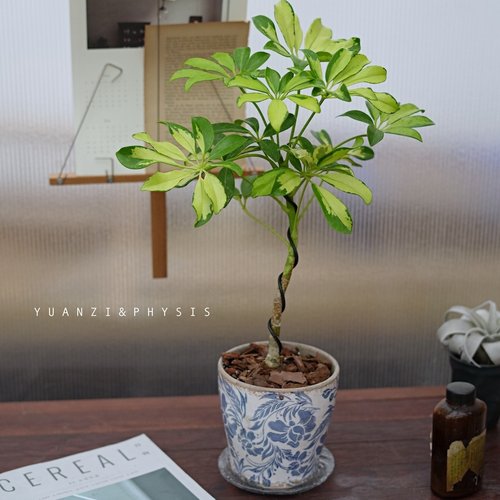 花叶鸭脚木净化空气四季常绿好养