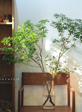 PHYSIS马醉木吊钟鲜切枝条日本进口家居室内小森系花期长水养绿植