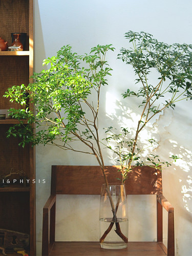 马醉木室内小森系花期长水养绿植