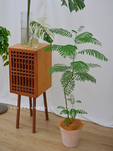 蓝花楹四季常绿美观好养净化空气