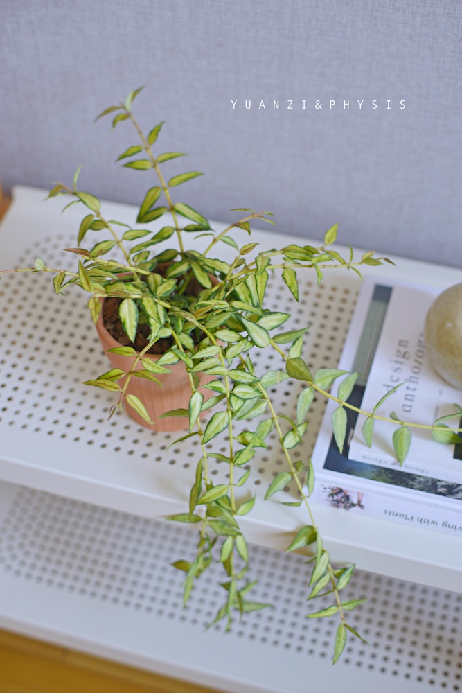 贝拉内球兰绿植客厅书房美观好养