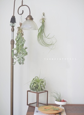 PHYSIS行走在空中的植物」空气凤梨合集粉霸河豚大画卷贝可利客厅