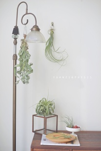 PHYSIS行走在空中 植物」空气凤梨合集粉霸河豚大画卷贝可利客厅