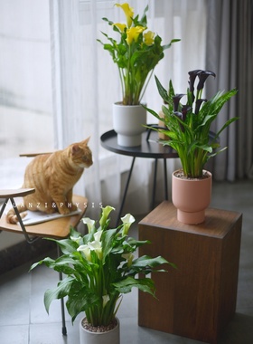 PHYSIS美丽女神客厅阳台马蹄莲室内好养盆栽花卉高档绿植