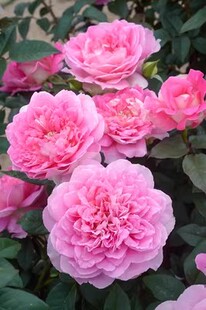 园丁日记 婆罗洲 荷兰强香粉色大花浓香 直立灌木欧月