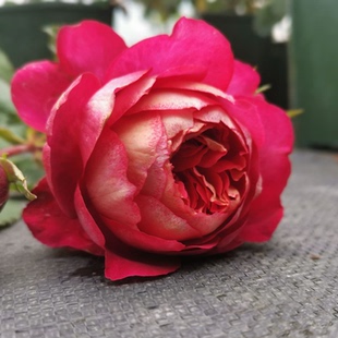 园丁日记 马萨德医生 法国大花强香草莓味灌木月季花苗 庭院盆栽