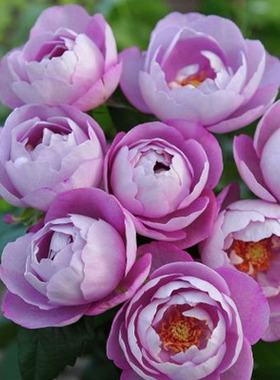 园丁日记 羊脂香水 切花 浓香紫色花瓣薄包子型月季花苗