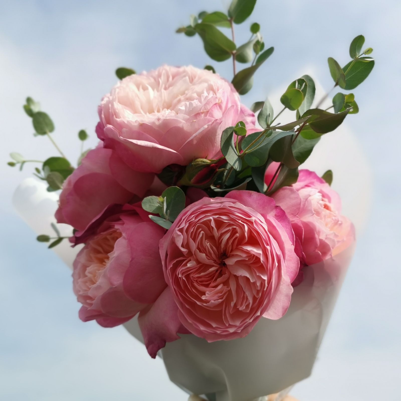 奥斯汀灌木阳台玫瑰月季