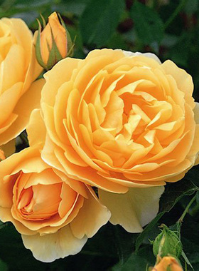 园丁日记 托马斯(大藤本) 黄色爬墙月季花苗浓香大花拱门围墙篱笆